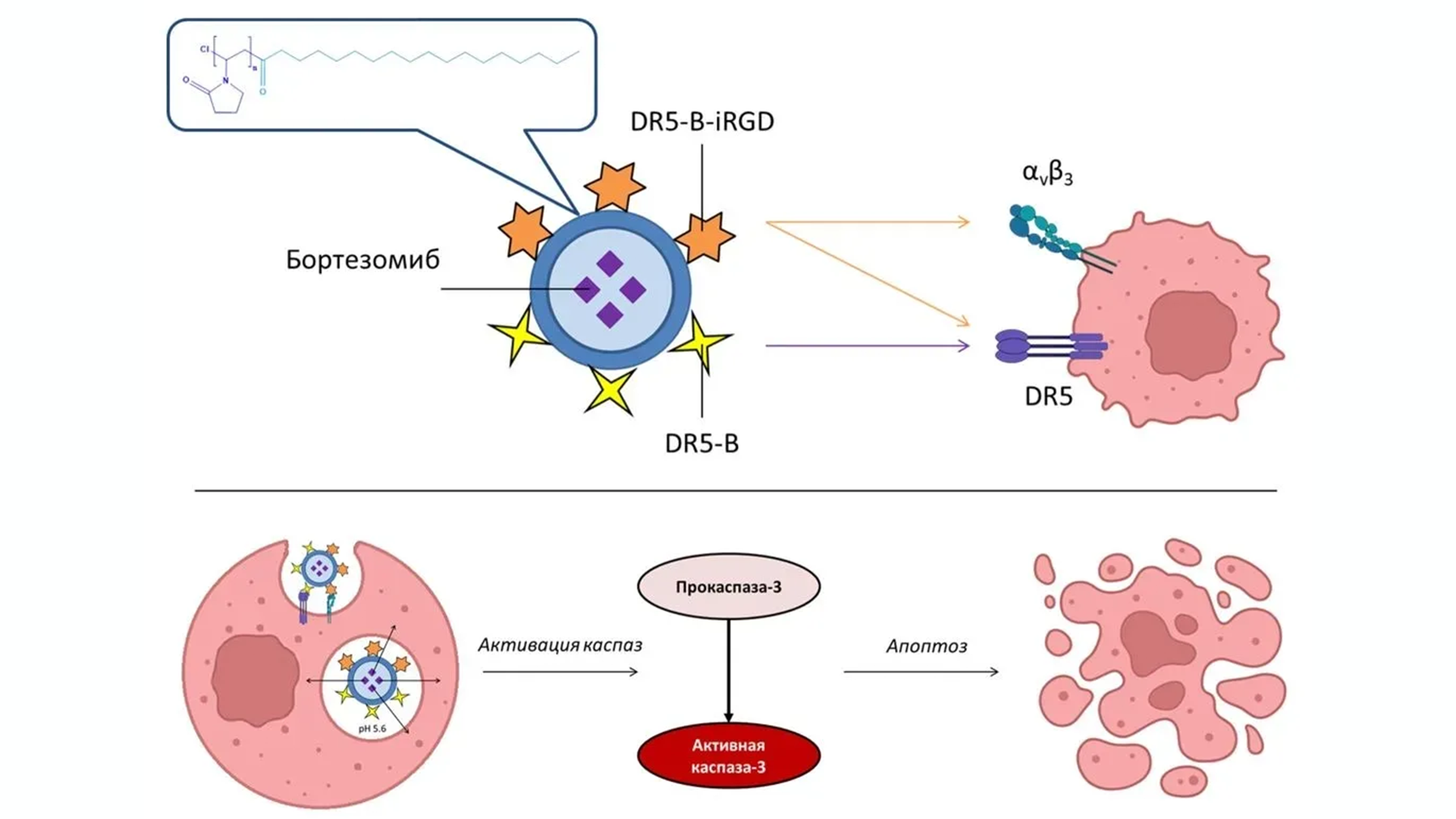 Преподаватель РХТУ руководит проектом по созданию наносистем доставки противоопухолевых препаратов при поддержке РНФ