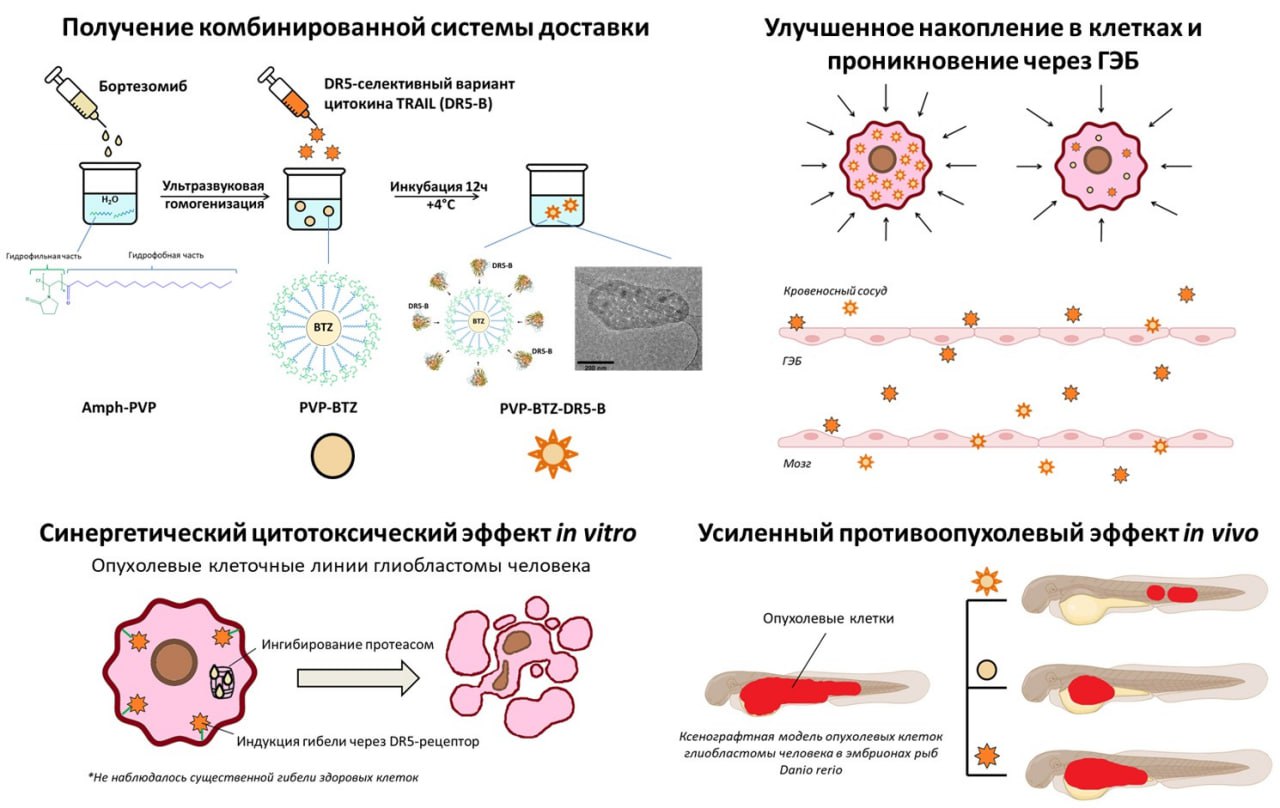 Ученые РХТУ приняли участие в разработке новых наночастиц для терапии глиобластомы