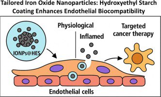 Ученые РХТУ разработали новый безопасный тип наночастиц для терапии онкологических заболеваний
