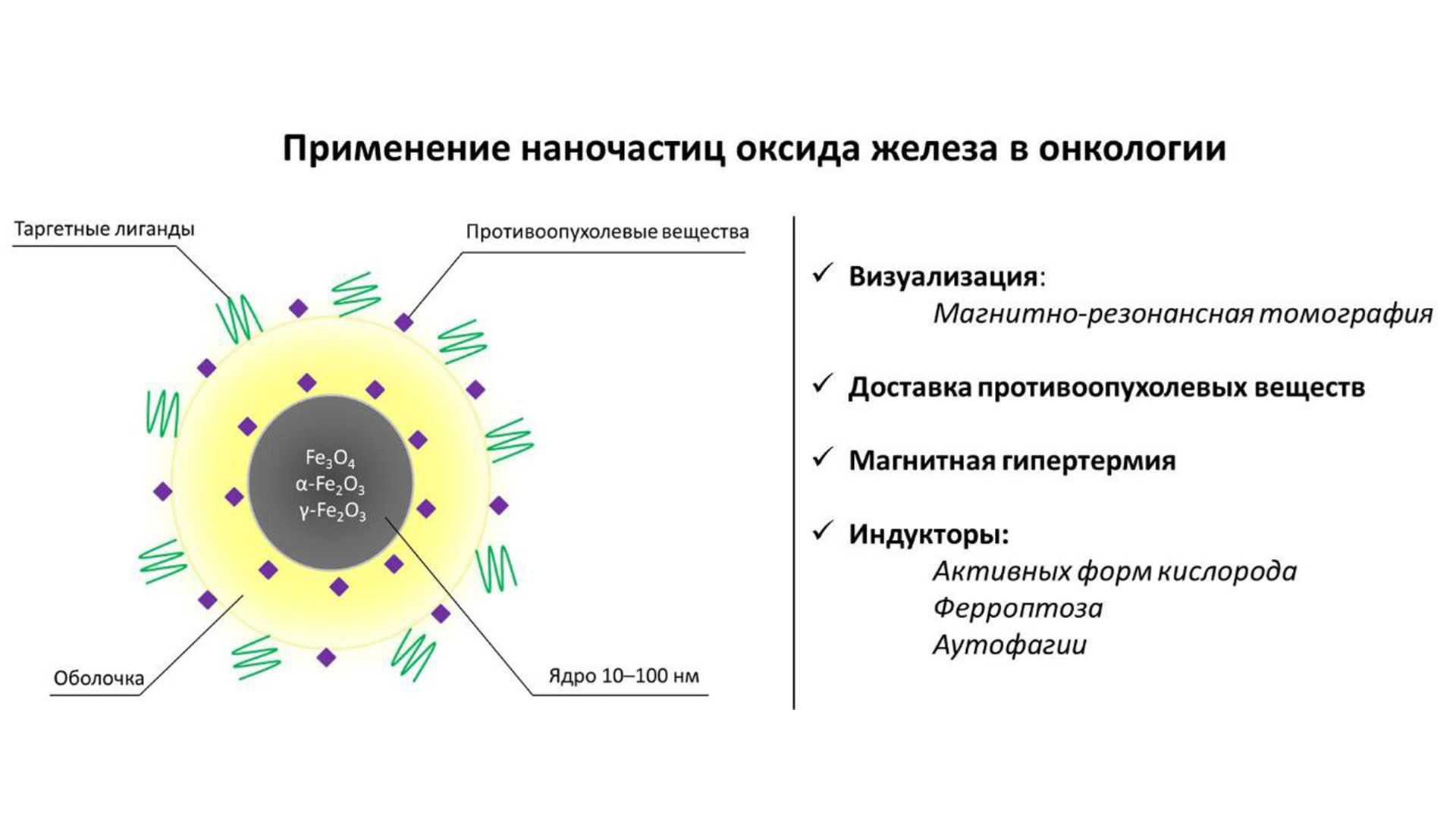 Учёные РХТУ опубликовали обзор в журнале Molecules о перспективах развития магнитных наночастиц для наномедицины